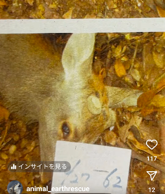 奈良県オンライン署名  【緊急】天然記念物「奈良の神鹿」の殺処分回避を！ 