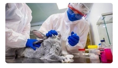 【オンライン署名】化粧品企業へ動物実験廃止を求める署名  STOP MAKEUP BRANDS FROM CONTINUING ANIMAL CRUELTY AND LETHAL EXPERIMENTS Maybelline