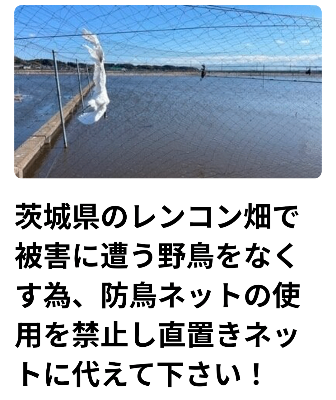 【オンライン署名】 茨城県のレンコン畑で防鳥ネットにより被害に遭う野鳥をなくす為、防鳥ネットの使用を禁止し直置きネットに代えて下さい！ 