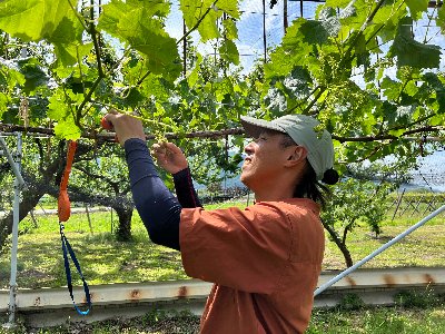 【山梨】kohe vineyard