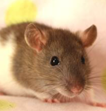 🌟【独占】100億ベリー独自案件🌟