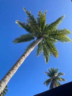 フィジー留学🇫🇯プログラム