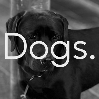 Dogs / センチメントバーナード