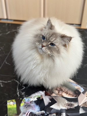 いれぶんショップ