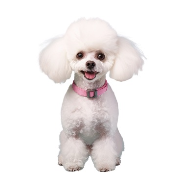 トリミングWEBご予約