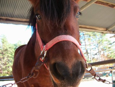 ホースセラピー365日メール講座「馬の豆知識」