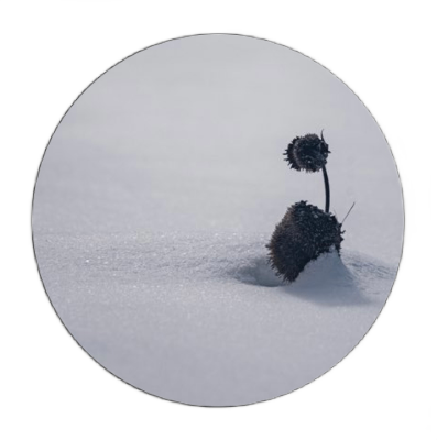 profile icon