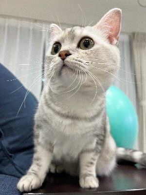 概念さんとぬこ