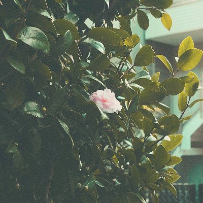 New Single「maigo」