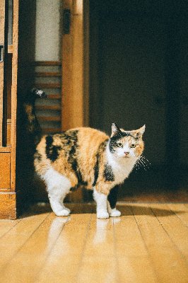 民泊やまねこ|Yamaneko Kahoku