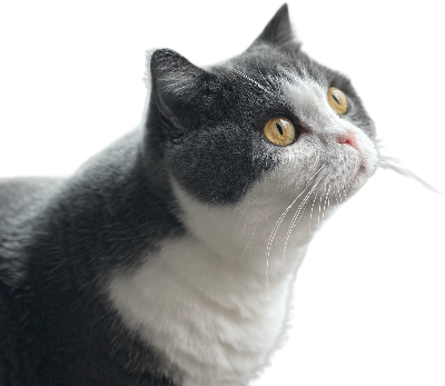 ジュリーの由来