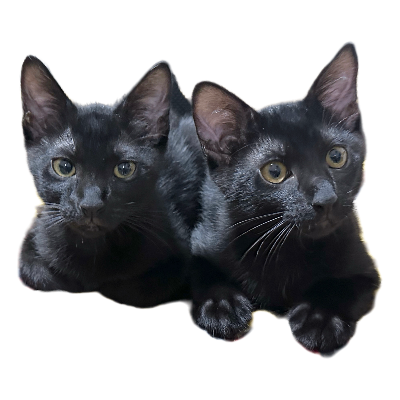 詳細な家族紹介