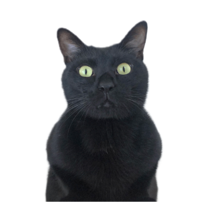 ヤマトさん虹の橋へ