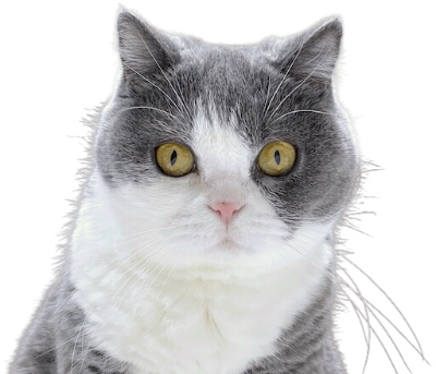 梅子さん虹の橋へ