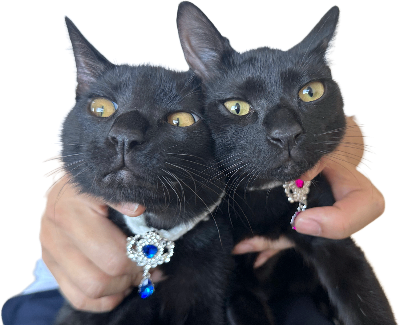 ステファニーの由来