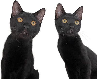 マイケルの由来