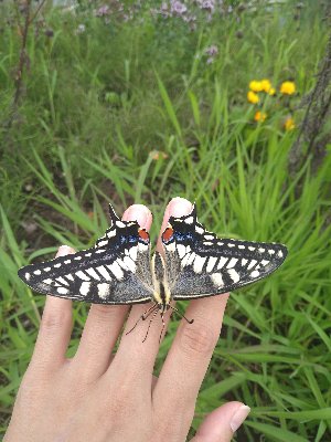 道東の生き物Instagram