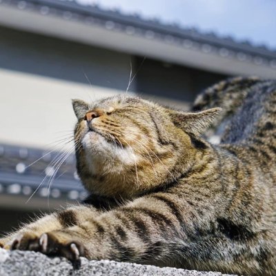 第7回にゃんコンテスト2019 