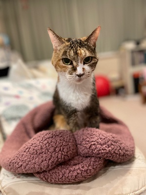 2025/10/26 バロックの花束