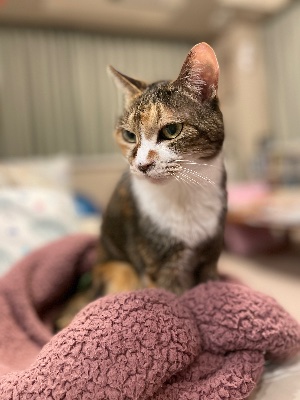 2025/10/19 BCJ コラールカンタータ300年Ⅷ(第8回/全10回)