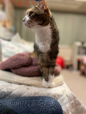 2025/10/18 BCJ コラールカンタータ300年Ⅷ