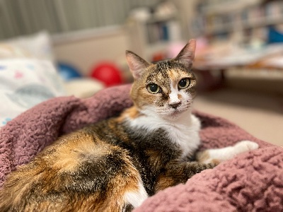 2025/11/2 BCJ 【上海公演】Masaaki Suzuki & BCJ Concert