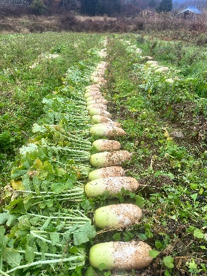 日本テレビ【満点⭐︎青空レストラン】