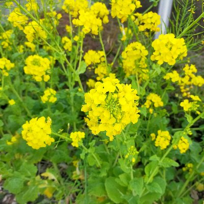 メンズエステ　個人