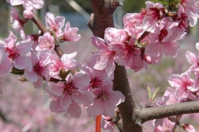 Reiki spiritual peace .｡.:*☆  ブログ