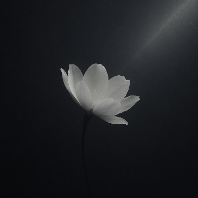 SHINOS — Prior Record Hub