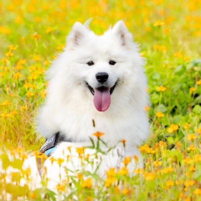 サモエドのソラン soran the samoyed