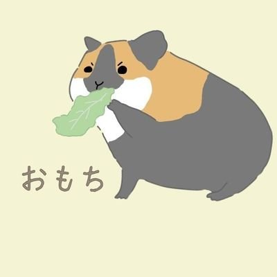 モルモットのおもちくん