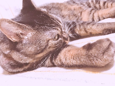 孤高の猫の解き方🌟