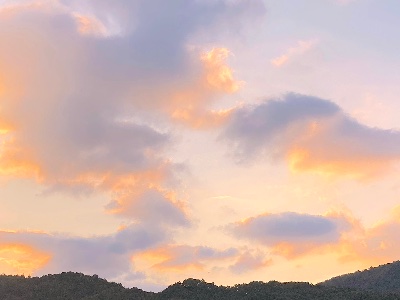 となりの犬の恋について🌟