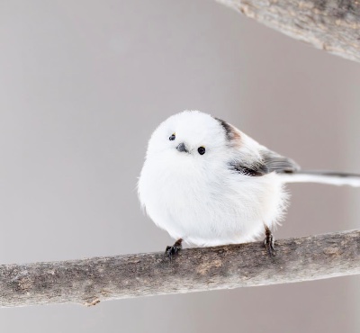 ナイスレディ公式HP