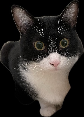 仮面にゃんにゃんLINEスタンプ販売中