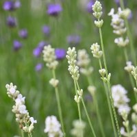 趣味の家庭菜園日記（Green Snap)