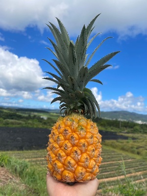 ショッピングサイト