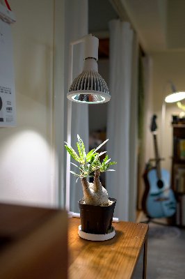 BARREL plant light🪴