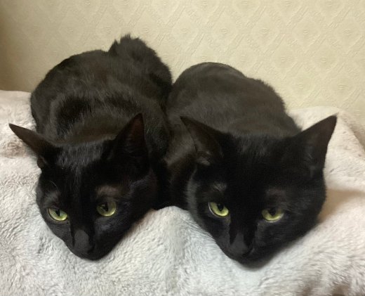 あずき＆くるみ（保護猫）