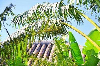 🌴　HIS　🌴