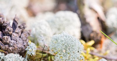 [INFO] sprout! メンバーシップ スタート