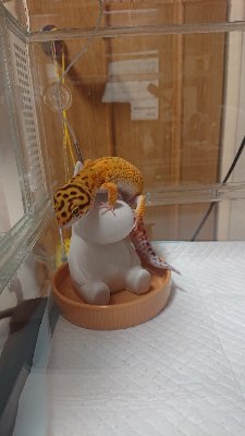 PL傾向自分語りふせ
