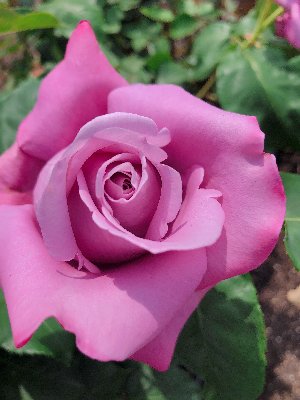 癒しのタロット【瑚都（koto)】