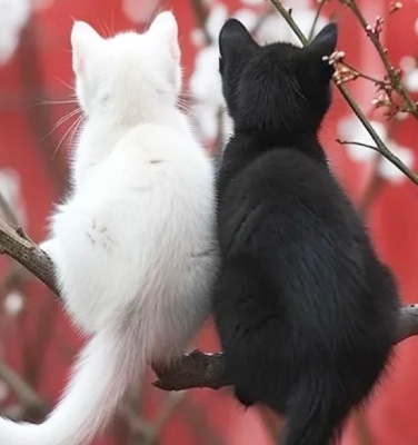 ✤メンエスじゃぱん