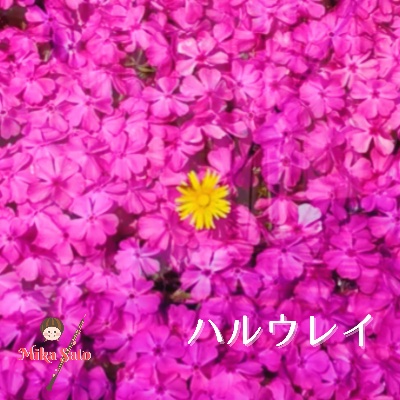 ハルウレイ